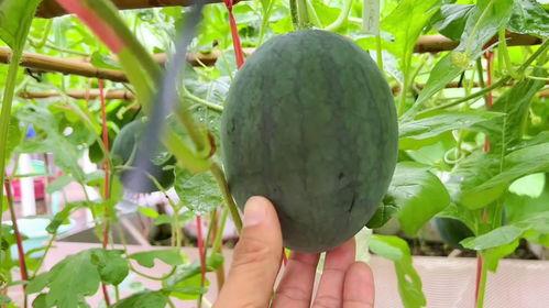 玉树最近吃瓜,揭秘近期热门吃瓜事件