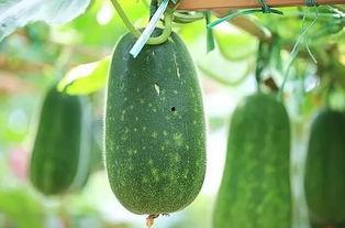 吃三瓜好吗,吃三瓜，健康又美味