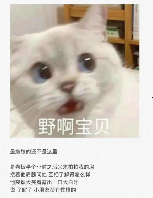 吃瓜瞎猫,揭秘娱乐圈幕后真相