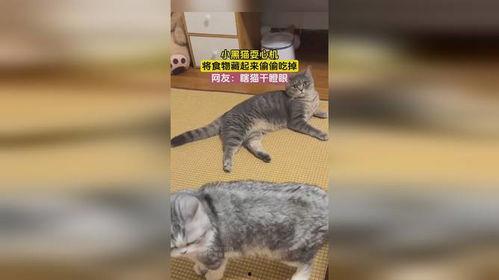 吃瓜瞎猫,揭秘娱乐圈幕后真相