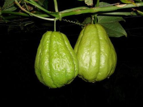 佛手瓜掐尖吃,开启健康美味新体验