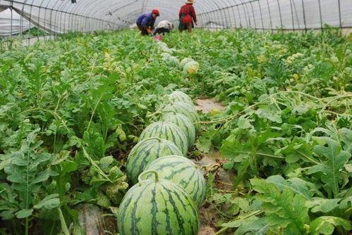 23年吃瓜网,盘点娱乐圈热点事件与幕后真相