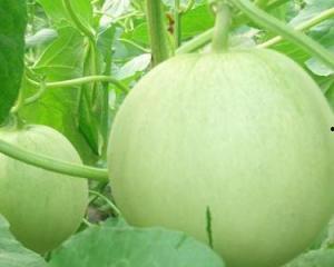 怀孕可以吃菱角瓜吗,菱角瓜的适宜与禁忌