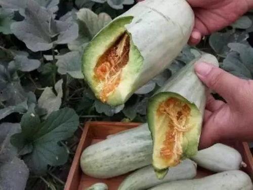 怀孕可以吃菱角瓜吗,菱角瓜的适宜与禁忌