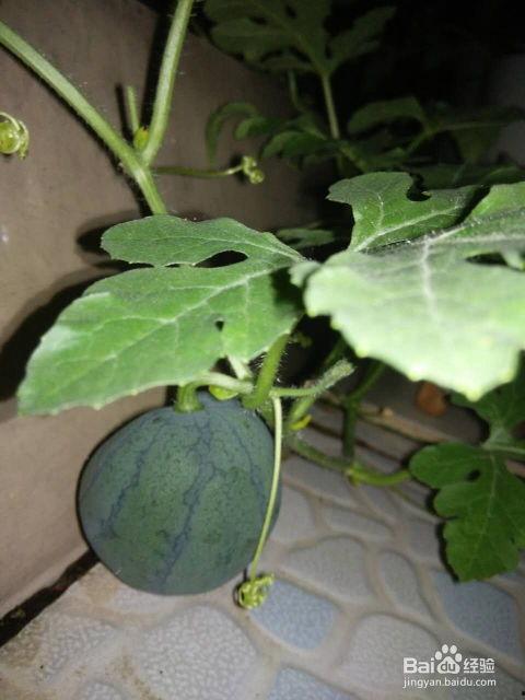 瓜苔子怎么吃,解锁家常美食新境界