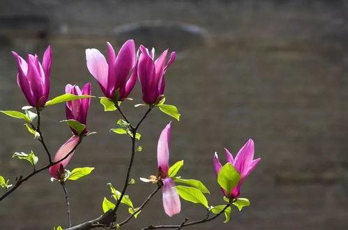 玉兰花吃瓜,品味春日里的闲适时光