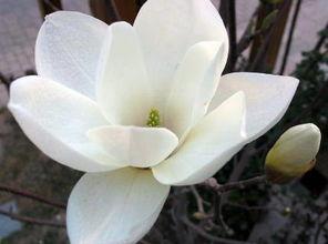 玉兰花吃瓜,品味春日里的闲适时光