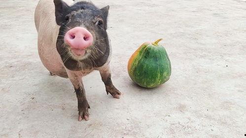 猪吃老瓜,探寻猪儿们的“老瓜”美食之旅