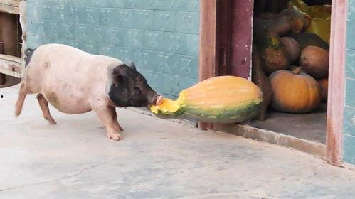 猪吃老瓜,探寻猪儿们的“老瓜”美食之旅