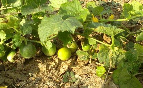 小卿吃瓜,揭秘娱乐圈那些不为人知的幕后故事