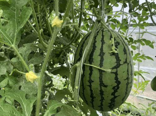 抖创社吃瓜,揭秘网红圈幕后故事