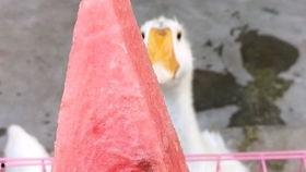 瓜娃子吃霉豆腐,一场奇妙的味蕾冒险