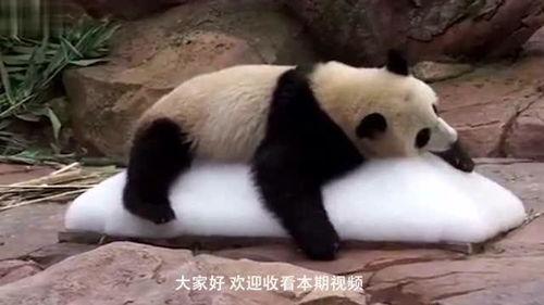 狗狗吃瓜搞笑瞬间,瓜皮飞舞，萌态百出