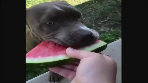 狗狗吃瓜搞笑瞬间,瓜皮飞舞，萌态百出