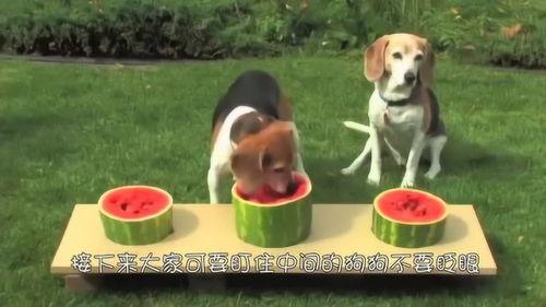 狗狗吃瓜搞笑瞬间,瓜皮飞舞，萌态百出