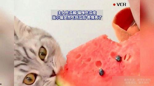 小猫吃瓜简笔画