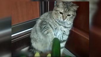 小猫吃瓜简笔画