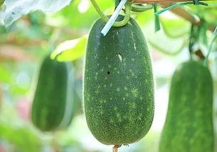 近期最热的吃瓜,揭秘近期最热吃瓜事件背后的真相