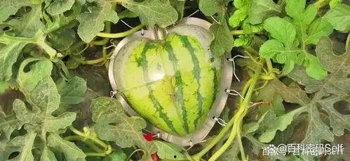 吃瓜主页,带你领略网络八卦的魅力