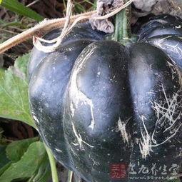 中午只吃方瓜,中午一餐的绿色养生之旅