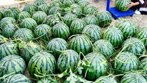 甘肃吃瓜叫什么,吃瓜群众的独特称呼