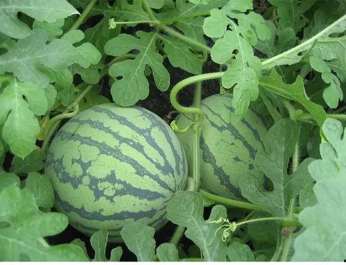 吃瓜余思源,揭秘娱乐圈背后的故事与真相