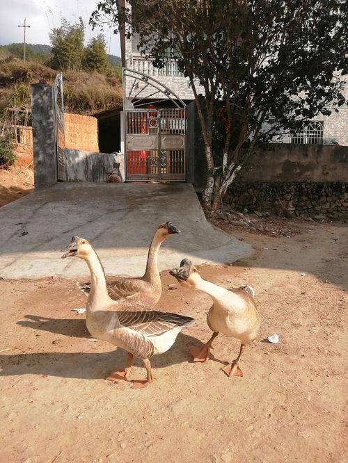 吃瓜鹅游乐场,欢乐时光，尽享童趣盛宴