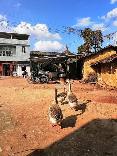 吃瓜鹅游乐场,欢乐时光，尽享童趣盛宴