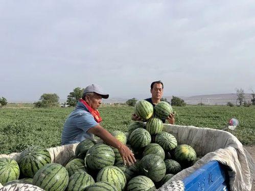 庆安吃瓜,揭秘背后真相与网络舆论的狂欢