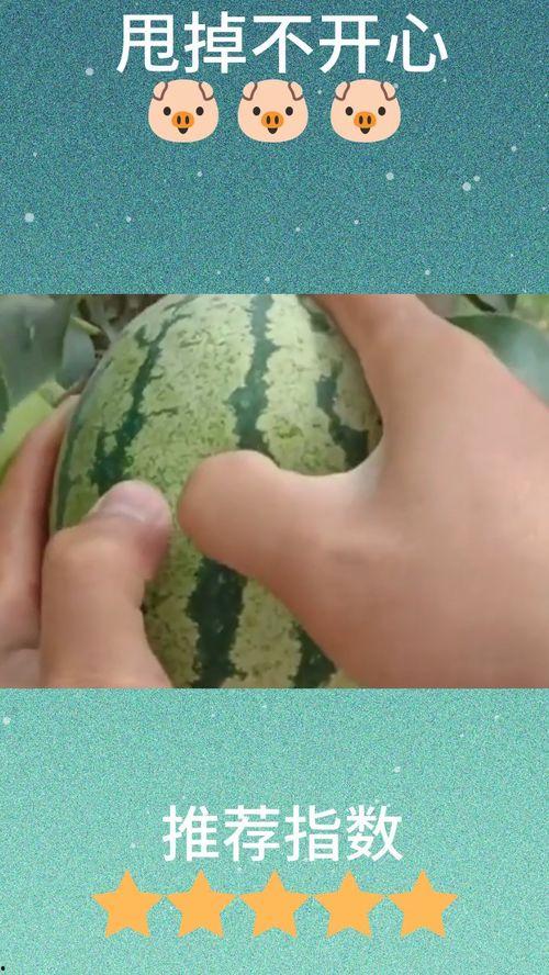 狗头瓜怎么吃呢,狗头瓜的多样食用方法揭秘