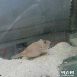 狗头瓜怎么吃呢,狗头瓜的多样食用方法揭秘