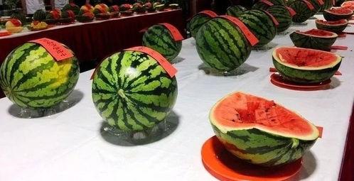 舍长请宿舍吃瓜,舍长请客共享甜蜜瓜果