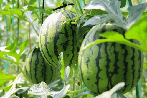 吃瓜免费 入口,揭秘娱乐圈幕后真相