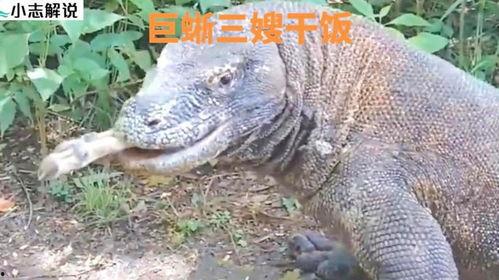 印度巨蜥事件吃瓜,惊悚揭秘，一场人与自然的不解之缘