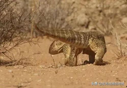 印度巨蜥事件吃瓜,惊悚揭秘，一场人与自然的不解之缘