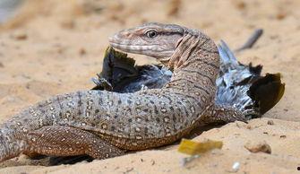 印度巨蜥事件吃瓜,惊悚揭秘，一场人与自然的不解之缘