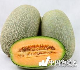 吃哈密瓜不能
