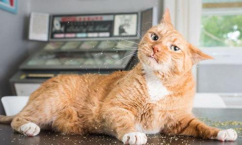 月野喵吃瓜,月野喵的瓜田奇遇记