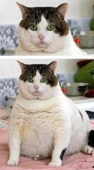 月野喵吃瓜,月野喵的瓜田奇遇记