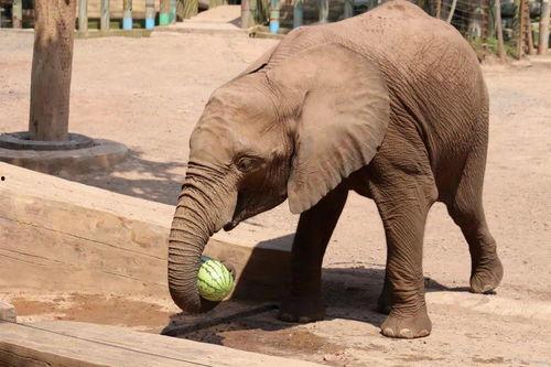 北极虎吃瓜群众,北极虎视角下的吃瓜群众众生相