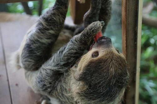 北极虎吃瓜群众,北极虎视角下的吃瓜群众众生相