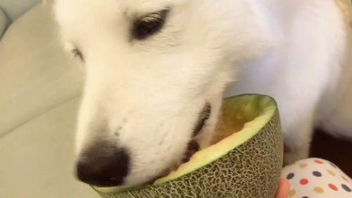 北极虎吃瓜群众,北极虎视角下的吃瓜群众众生相