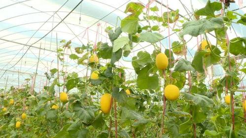 广东河源吃瓜爆料