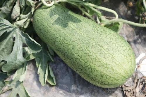 河北崩瓜怎么吃,解锁美味新体验