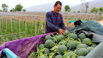西胪吃瓜,探寻夏日消暑美食之旅