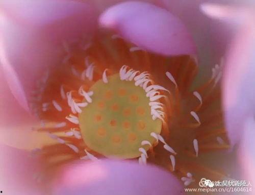 黑莲花吃瓜,揭秘娱乐圈背后的秘密与真相