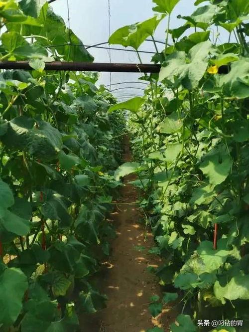 晴脆密瓜怎么吃,晴脆密瓜的多重食法探索