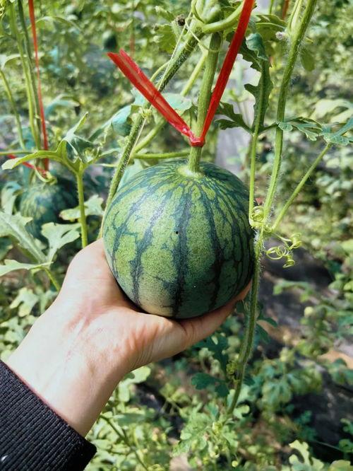 西北人吃龙瓜视频,探寻龙瓜的独特魅力