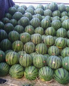 砀山关帝庙吃瓜,瓜香四溢的民俗盛宴