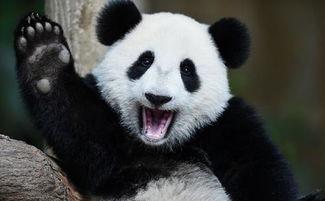 熊猫变成了吃瓜群众,从国宝到吃瓜群众的奇妙之旅